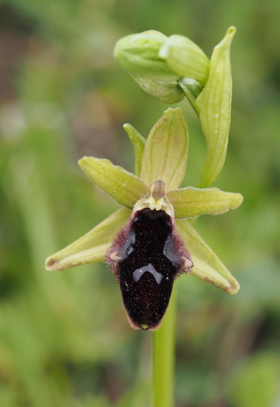 Tořič podhorský (Ophrys promontorii)