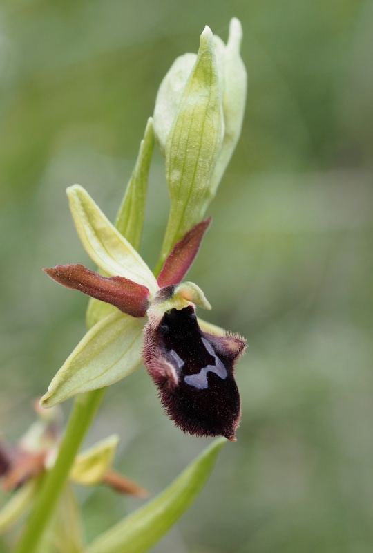 Tořič podhorský (Ophrys promontorii)