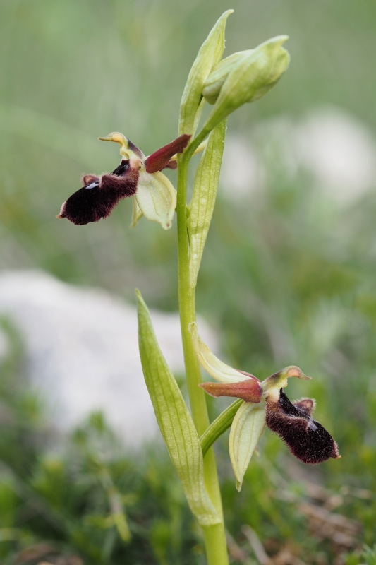 Tořič podhorský (Ophrys promontorii)