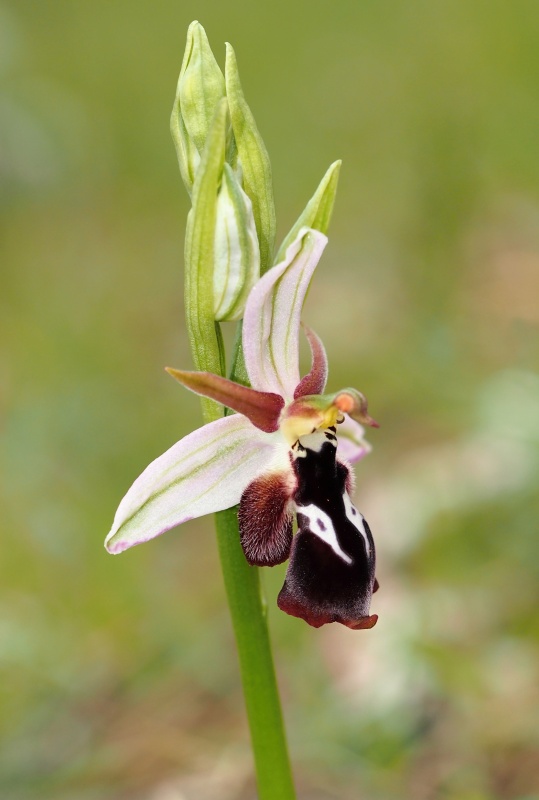 Tořič Reinholdův pravý (Ophrys reinholdii subsp. reinholdii)