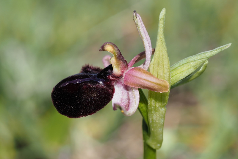 Tořič sipontský (Ophrys sipontensis) 