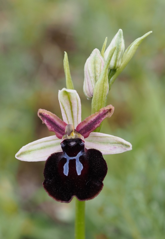 Tořič sipontský (Ophrys sipontensis)