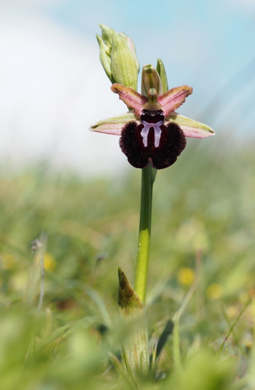 Tořič sipontský (Ophrys sipontensis)