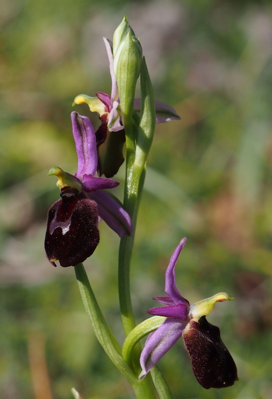 Tořič sršňonosný pollinský (ophrys crabronifera subsp. pollinensis)