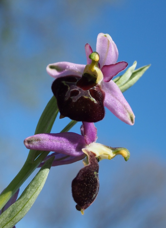 Tořič sršňonosný pollinský (ophrys crabronifera subsp. pollinensis)