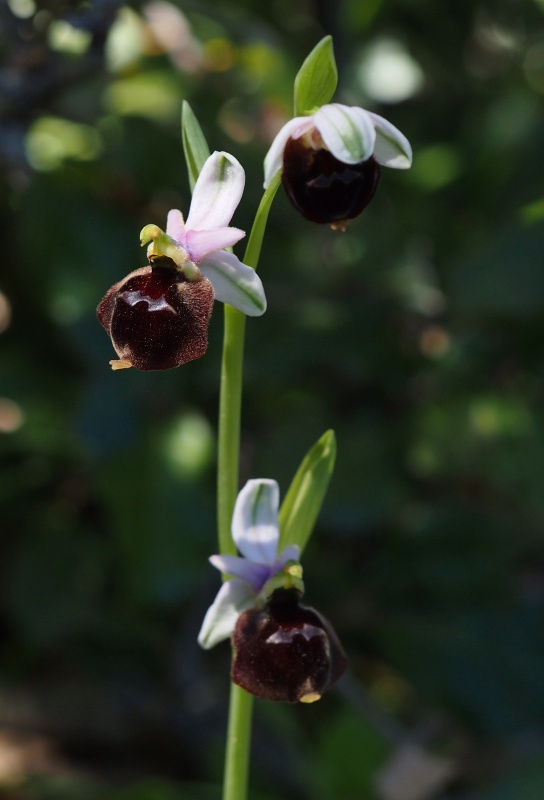 Tořič sršňonosný pollinský (ophrys crabronifera subsp. pollinensis)