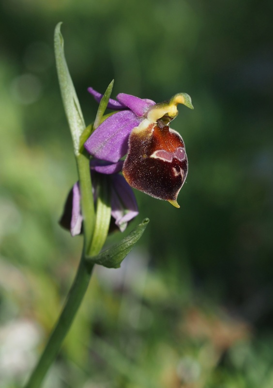 Tořič sršňonosný pollinský (ophrys crabronifera subsp. pollinensis)
