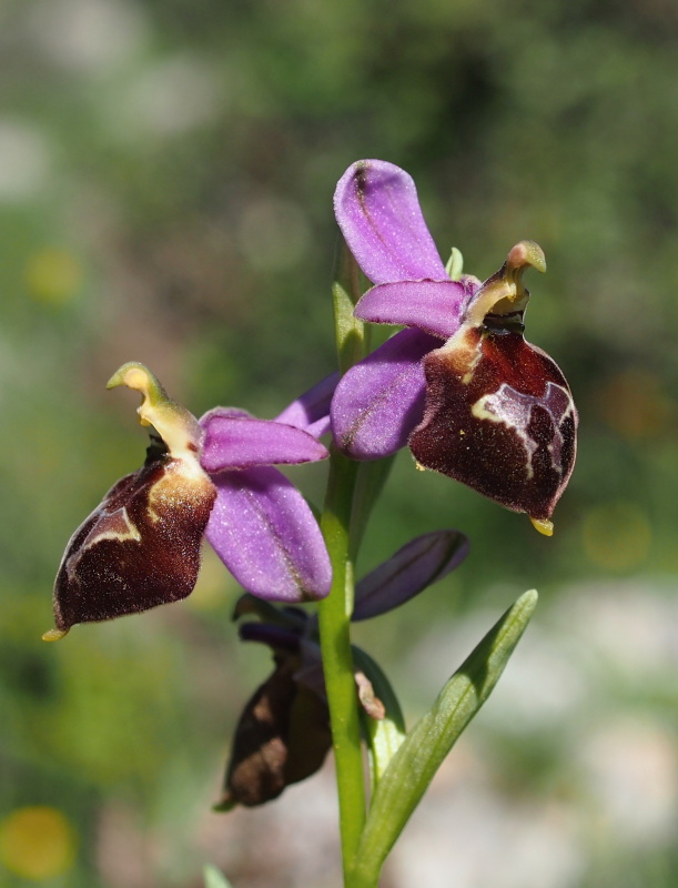 Tořič sršňonosný pollinský (ophrys crabronifera subsp. pollinensis)