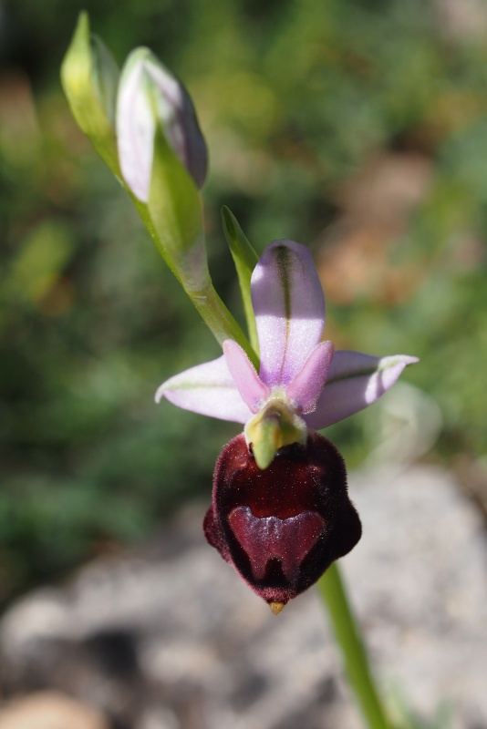 Tořič sršňonosný pollinský (ophrys crabronifera subsp. pollinensis)