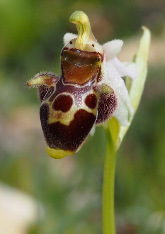Tořič střečkonosný dodekanéský (Ophrys oestrifera subsp.dodecanensis)
