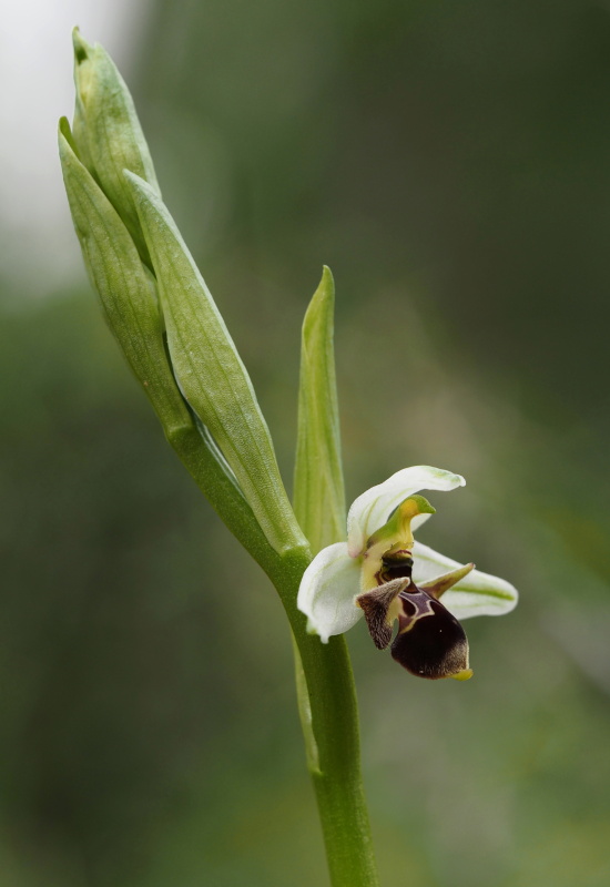 Tořič střečkonosný (Ophrys oestrifera subsp. montis-gargani)