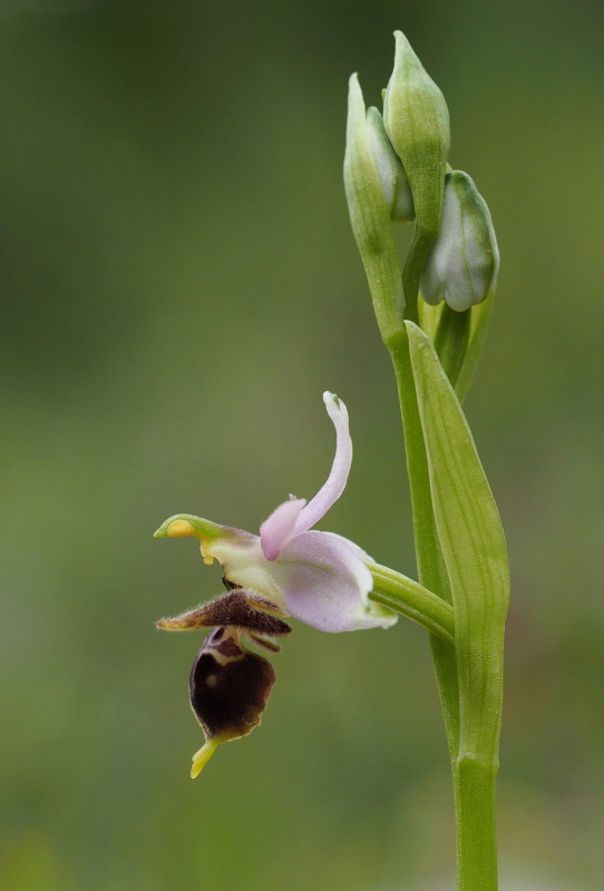 Tořič střečkonosný (Ophrys oestrifera subsp. montis-gargani)