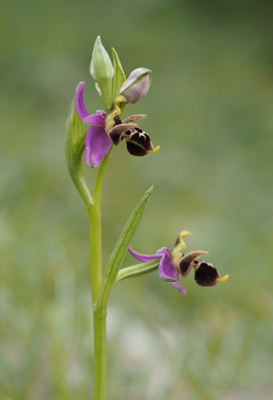 Tořič střečkonosný (Ophrys oestrifera subsp. montis-gargani)