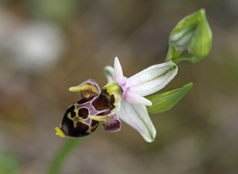 Tořič střečkonosný (Ophrys oestrifera subsp. montis-gargani)