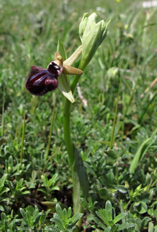 Tořič tmavý pravý (Ophrys incubacea)