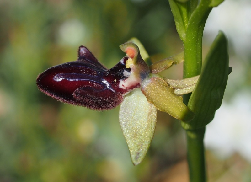 Tořič tmavý pravý (Ophrys incubacea)