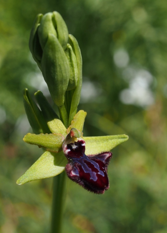 Tořič tmavý pravý (Ophrys incubacea)