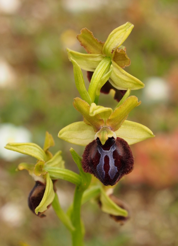 Tořič tmavý pravý (Ophrys incubacea)