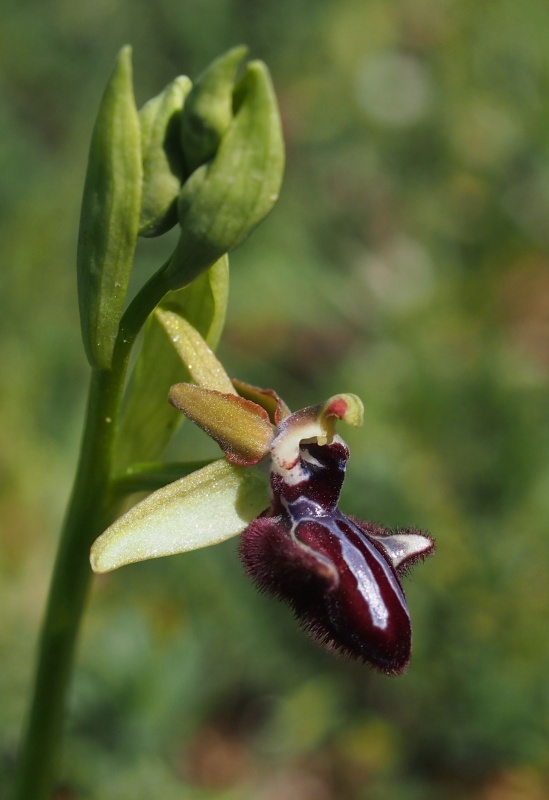 Tořič tmavý pravý (Ophrys incubacea)