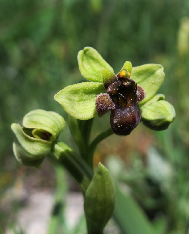 Tořič trubcovitý (Ophrys bombyliflora)