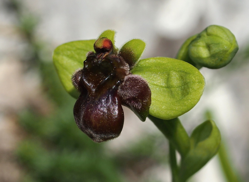 Tořič trubcovitý (Ophrys bombyliflora)