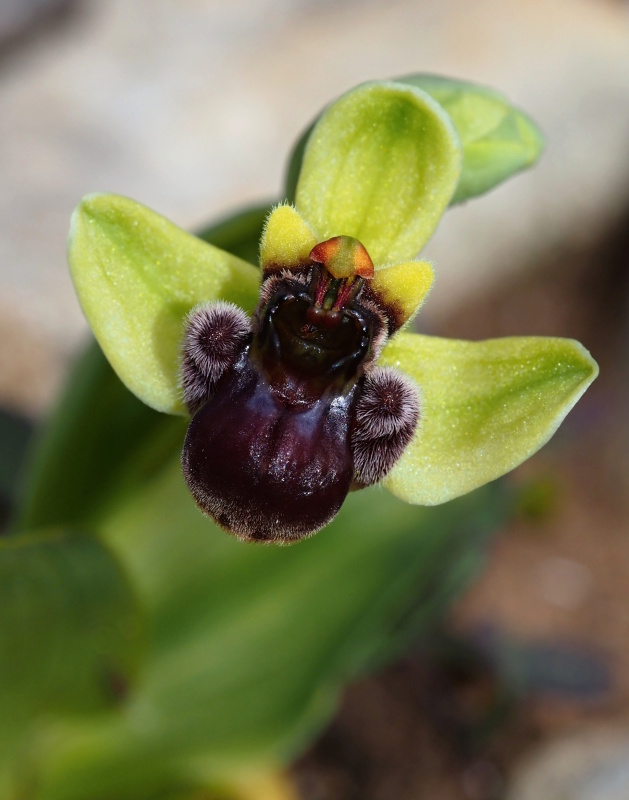 Tořič trubcovitý (Ophrys bombyliflora)