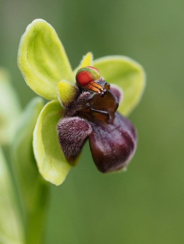 Tořič trubcovitý (Ophrys bombyliflora)