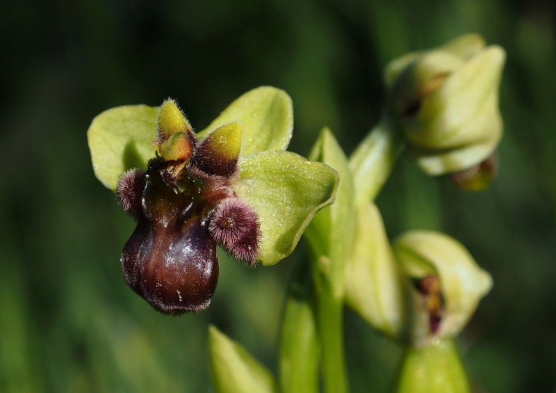 Tořič trubcovitý (Ophrys bombyliflora)