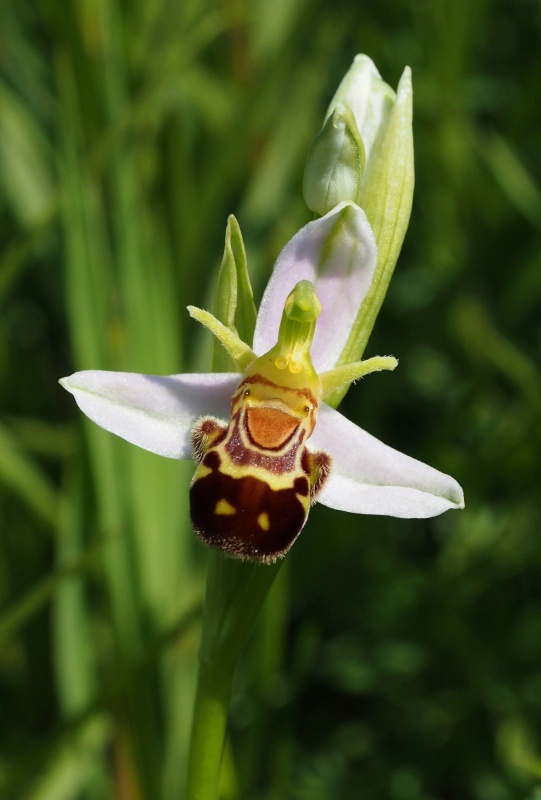Tořič včelonosný (Ophrys apifera)