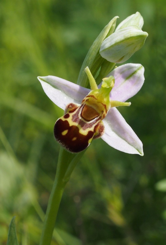 Tořič včelonosný (Ophrys apifera)