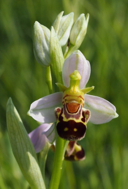 Tořič včelonosný (Ophrys apifera)