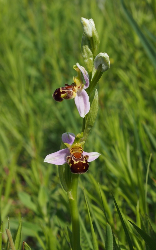 Tořič včelonosný (Ophrys apifera)