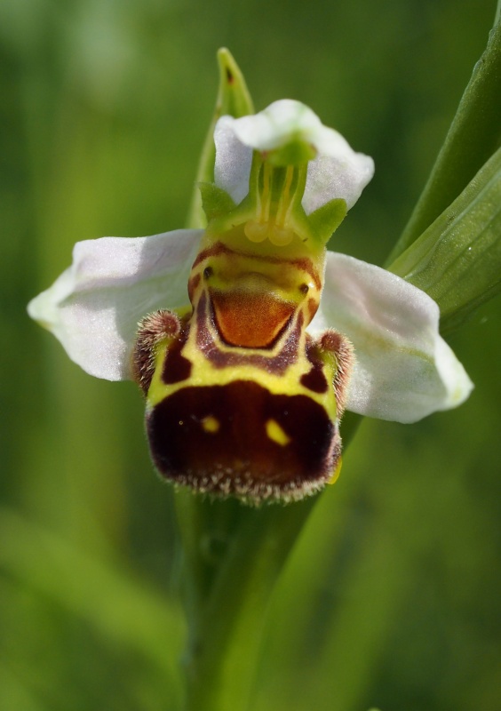 Tořič včelonosný (Ophrys apifera)