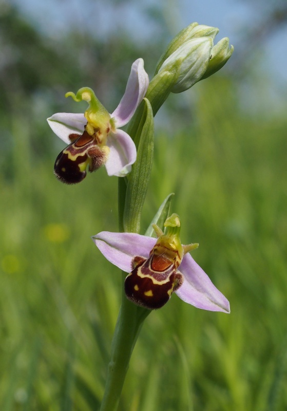 Tořič včelonosný (Ophrys apifera)