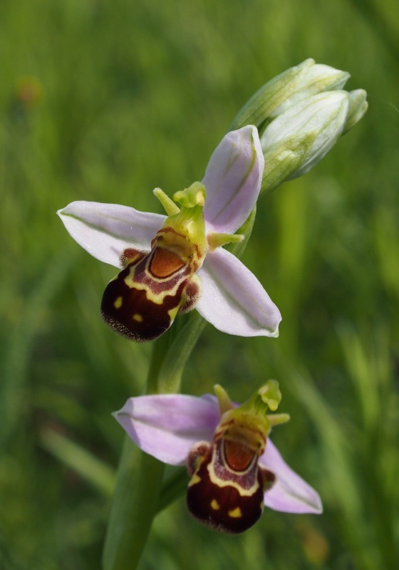 Tořič včelonosný (Ophrys apifera)