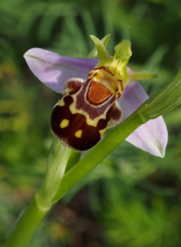 Tořič včelonosný (Ophrys apifera)