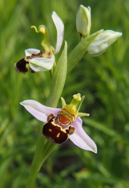 Tořič včelonosný (Ophrys apifera)