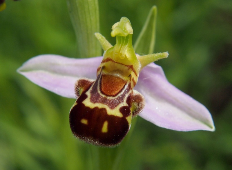 Tořič včelonosný (Ophrys apifera)