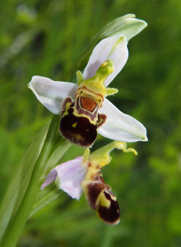 Tořič včelonosný (Ophrys apifera)