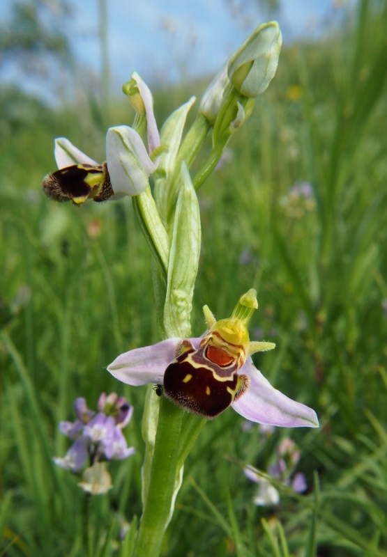 Tořič včelonosný (Ophrys apifera)