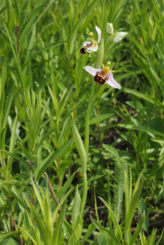 Tořič včelonosný (Ophrys apifera)