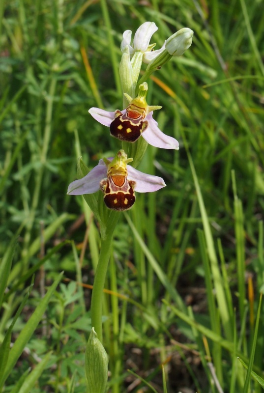 Tořič včelonosný (Ophrys apifera)