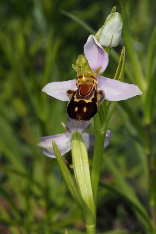 Tořič včelonosný (Ophrys apifera)