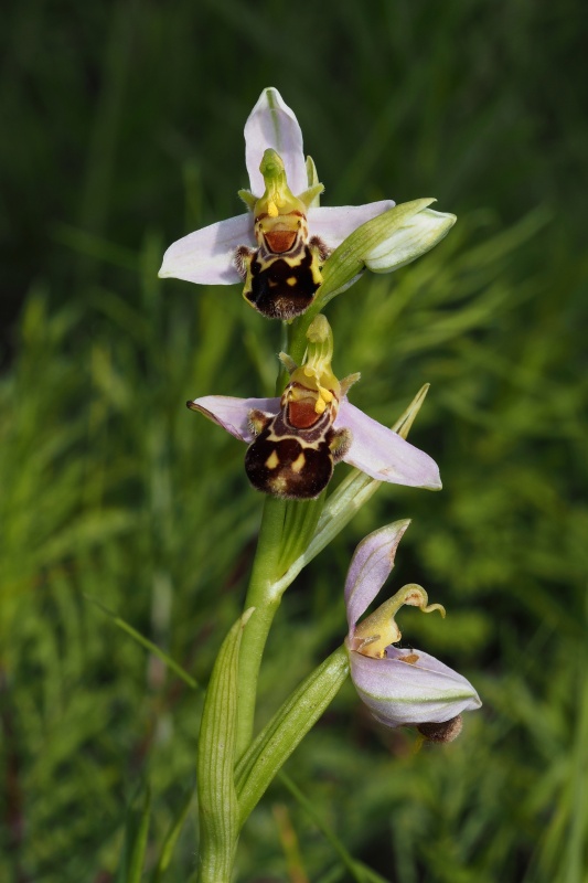 Tořič včelonosný (Ophrys apifera)