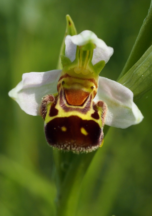 Tořič včelonosný (Ophrys apifera)