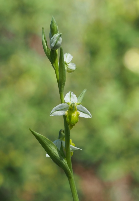 Toříč včelonosný (Ophrys apifera var. flavescens)