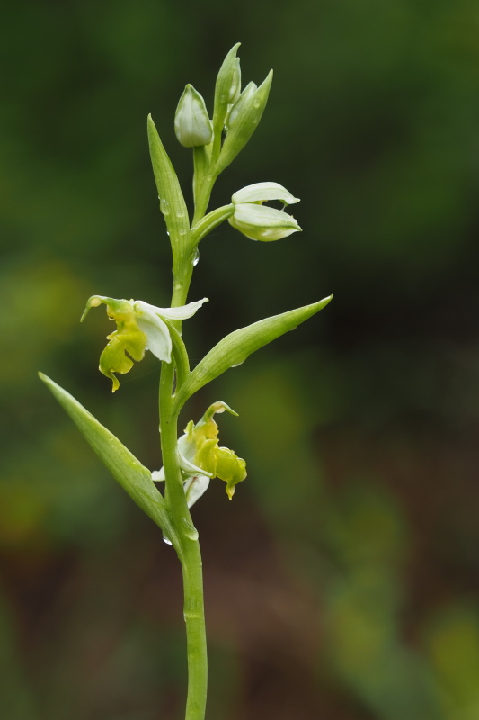 Tořič včelonosný (Ophrys apifera var. flavescens)