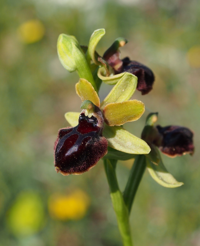 Tořič velikonoční gargánský (Ophrys sphegodes subsp.garganica)