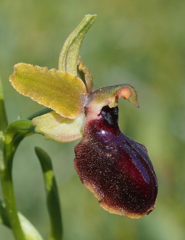 Tořič velikonoční gargánský (Ophrys sphegodes subsp.garganica)