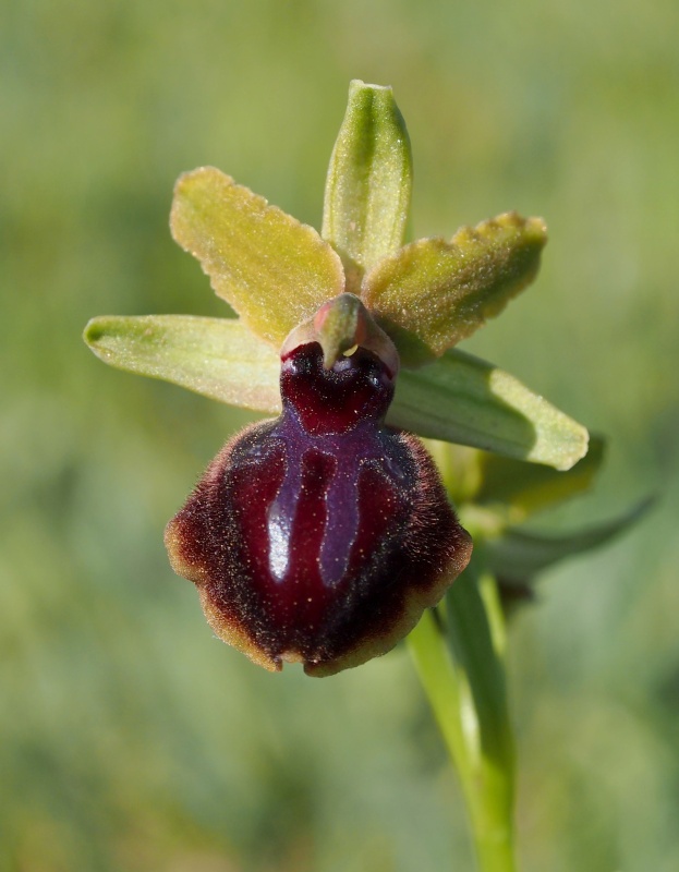 Tořič velikonoční gargánský (Ophrys sphegodes subsp.garganica)